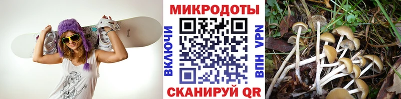 цена наркотик Калач-на-Дону Галлюциногенные грибы Psilocybe